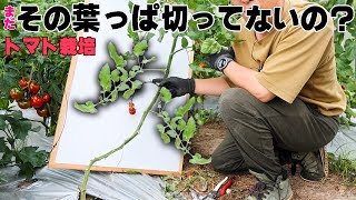 【トマト栽培の重要作業】葉かき・摘葉のしかた【その葉をなぜとるのか】