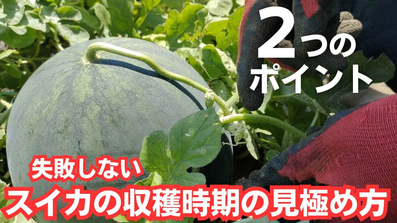 サムネ