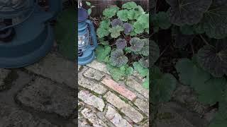 常緑のグランドカバー4選 #shorts #short  #グランドカバー #garden #グランドカバー @gardenpress4632