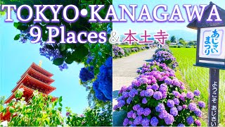 【あじさい】【4K】行ってよかった東京と神奈川のあじさいの名所 / 千葉のあじさい寺
