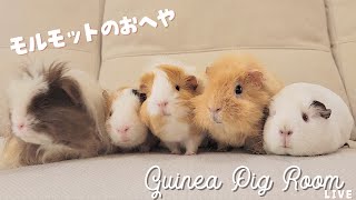 モルモット部屋配信  Guinea pig room live 🐹【ライブカメラ】