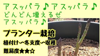 【1度植えちゃえば、こっちのもんだ❣️】油断してはいけませぬ！１日でそんなに伸びるの？😱 #アスパラ #プランター #栽培 #増える