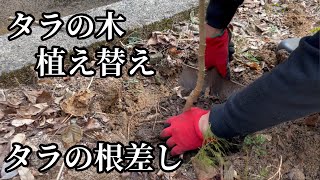 2年目タラの木の植え替えと掘り起こしたタラの根を地植えで根差しをしました