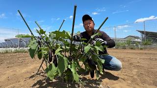 【なす更新剪定】ナスの葉っぱが虫だらけで困った！正しい更新剪定のやり方（更新剪定の時期〜肥料〜水やり）【秋なす】24/8/2
