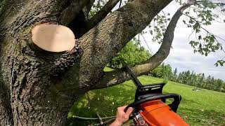Ugly Maple Prune | Arborist Vlog Ep. 4