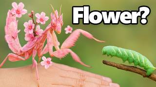 This Bug Uses Camouflage To Hunt