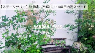 スモークツリーをシンボルツリーに vol.3 |夏に強剪定した理由！14年目の再生スタート｜手間いらずの庭|ガーデニング|庭木|ナチュラルガーデン|庭のある暮らし|vlog