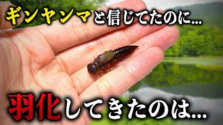 間違って育ててたヤゴは【あの昆虫】でした...