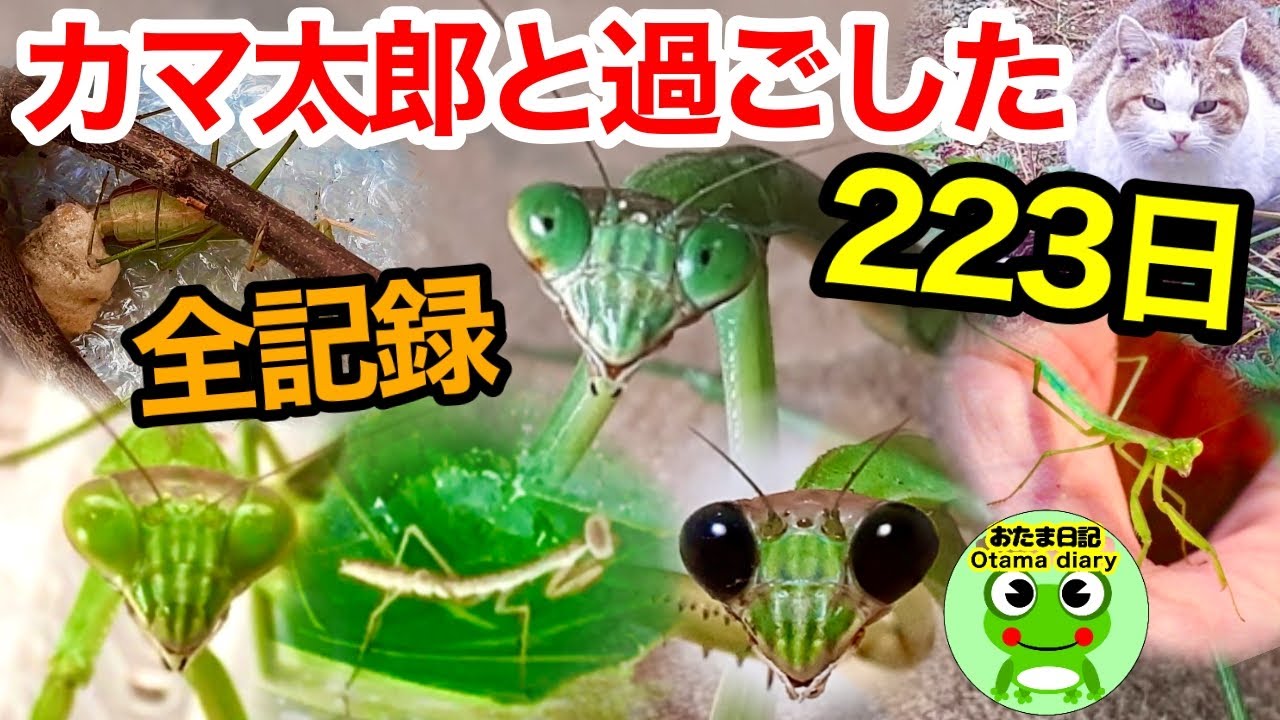 サムネ