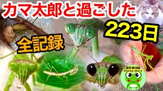 カマキリ日記#47 カマ太郎と過ごした223日の全記録（カマキリ日記総集編）【おたま日記】