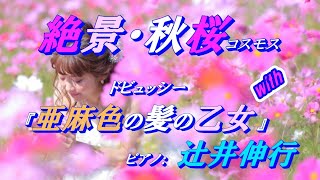絶景秋桜(コスモス)：with『亜麻色の髪の乙女』(ドビュッシー) ピアノ：辻井伸行