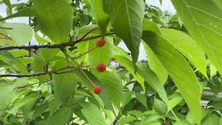 【水戸市】コモンガーデン桜川と桜川団地橋児童公園の山桜