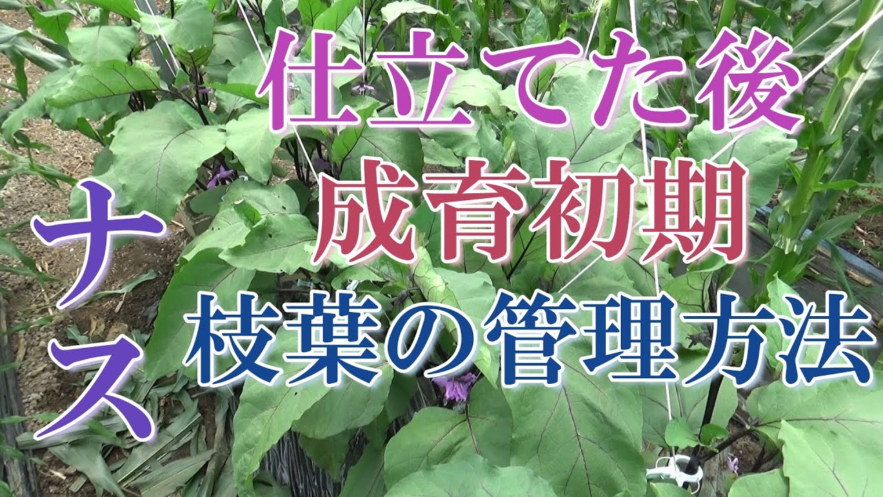 サムネ