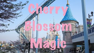 Walk Through Korea’s Fairy Tale Cherry Blossoms | Lotte World Castle | HD video