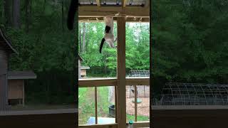 Safe Space #mia #kitty #cat #cats #catshorts  #safespace #kitty ##catsofinstagram #climbing #love