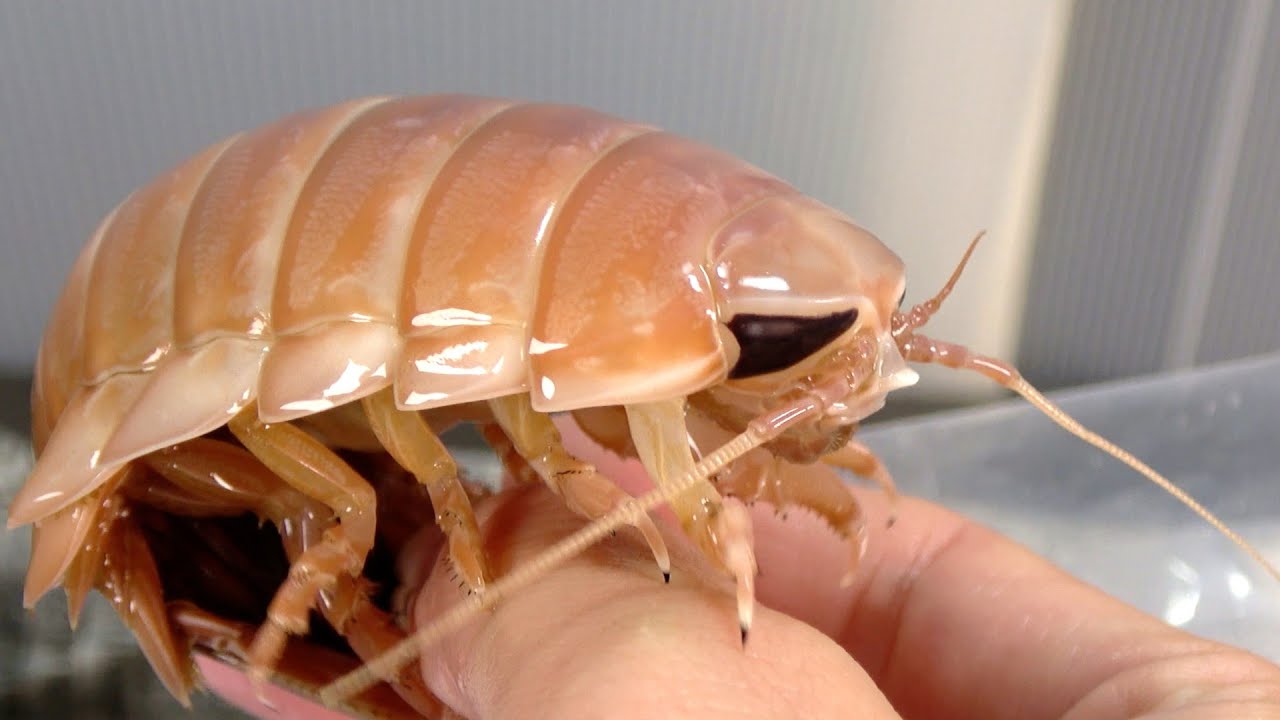 サムネ