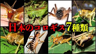 【神回】2ヶ月かけて日本中のコロギスを探しに行く!!!!