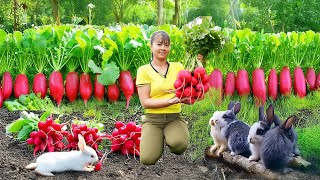 Use Truck To Harvesting Giant Red Radishes Goes To Market Sell | New Free Bushcraft
