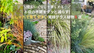 【手間いらずの庭】おしゃれな常緑グラス植物で簡単＆長持ちする庭づくり｜ガーデニング｜植えっぱなしで庭が変わる｜庭｜50代の庭|#022