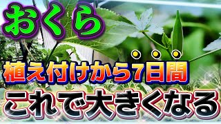 【オクラ】植え付けから7日間が重要なタイミングになります！！必ずこの作業やってあげて下さい！