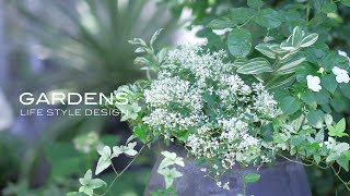 GARDENS 夏におすすめの花とグラス１４選 | 蚊取り線香をおしゃれに飾る |With subtitles | 【ガーデンズ】