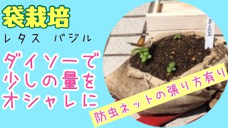 【リクエスト動画】その希望、またダイソーで叶うんかい！＃59しばみゆアットランダム #袋栽培 #少しだけ #レタス #バジル #ダイソー