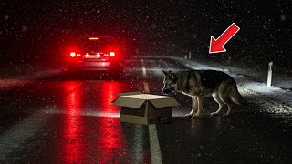 野良犬が雪の中を箱を引きずる――中身に心が砕ける！