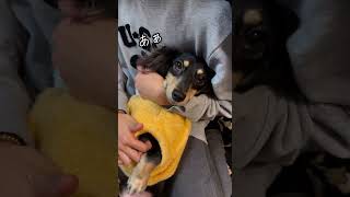 無抵抗の極み🥺😳🥹😂w#ミニチュアダックスフンド #犬のいる暮らし #短足 #犬動画