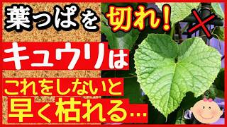 成功する人は必ずやっている！キュウリ栽培の重要作業・葉かき♪美味しい実をたくさん収穫する最強の管理法～初心者向け家庭菜園～