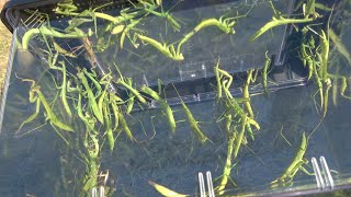 これ、全部カマキリです