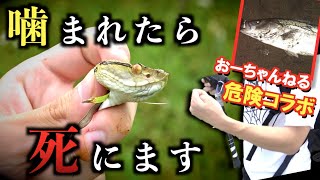 【衝撃映像】おーちゃんねると虫採りしてたら死にかけた...