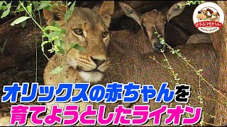【信じられないドラマ】なぜメスライオンはオリックスの赤ちゃんを育てようとしたのか?子どもを奪われた母親は…切ない結末(完全版)【どうぶつ奇想天外/WAKUWAKU】