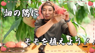 空いている土地にモモを植えよう【桃栽培の要点/メリット・デメリット】