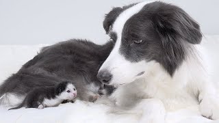 Rescued Tiny Kitten Can’t Sleep Without My Big Dog