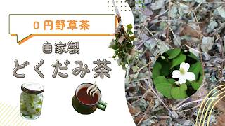 雑草がゼロ円薬草茶に「どくだみ茶の作り方」