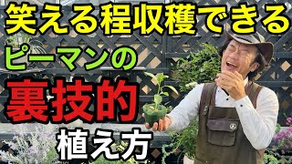 【目からウロコ】ピーマンが呆れるほどとれる育て方教えます　　　　　　　　【カーメン君】【園芸】【ガーデニング】【初心者】