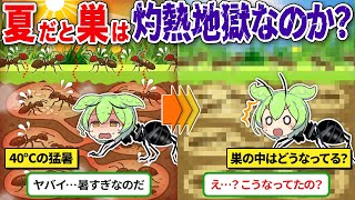 【99％知らない】夏の灼熱状態の時アリの巣はどうなるのか？