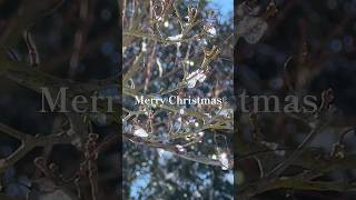Merry Christmas🎄/ The Christmas Song #nature #piano #christmasmusic #snow #雪 #relax