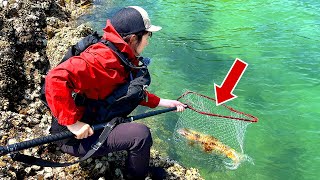 【驚愕】めちゃデカい、巨大イカを釣り上げました！！