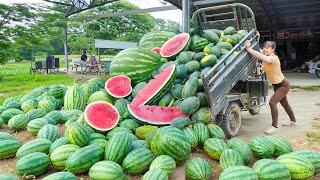 Use Truck To Harvest Tons Watermelons Goes To Market Sell - New Free Bushcraft