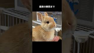 3回目のお迎え記念日 #お迎え初日 #うさぎ #rabbit
