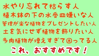 【邪魔にならず、管理も簡単】この可愛さ、映えないワケはない！私が取り憑かれたように作った、ちょい置き植物をご紹介。＃32しばみゆアットランダム #多肉植物 #簡単 #プレゼント #机の上に飾る