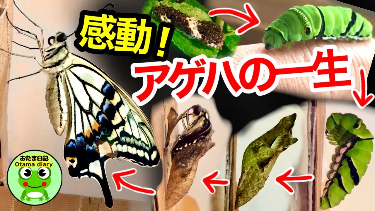 サムネ